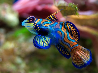 Mandarinfish