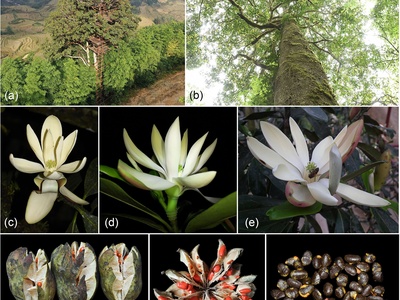 Manglietia sinica