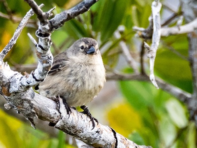 Mangrove Finch