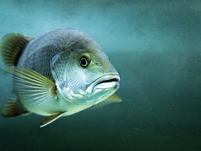 Mangrove jack