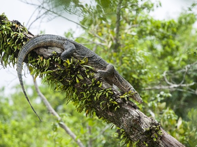 Mangrove Monitor