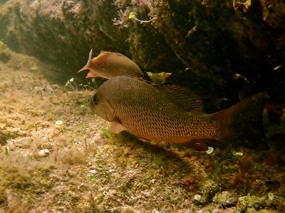 Mangrove snapper