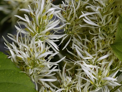 Manna ash