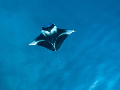 Manta ray