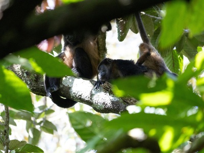 Mantled howler monkey