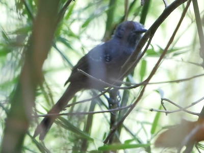 Manu antbird