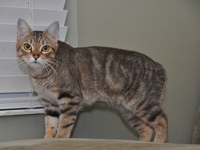 Manx