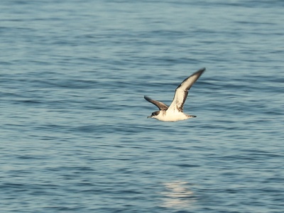 Manx Shearwater