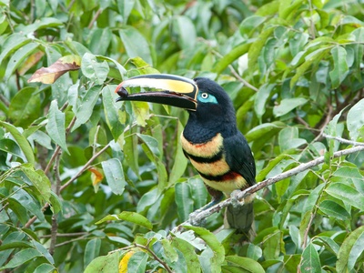 Many-banded Aracari