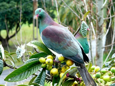 Many-colored fruit dove