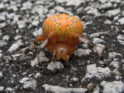 Marbled Orb-weaver