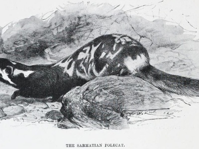 Marbled Polecat