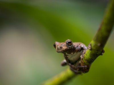 Marbled Toad
