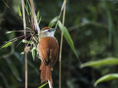 Marcapata spinetail