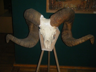Marco Polo Sheep