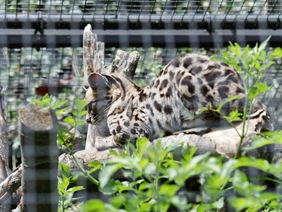 Margay