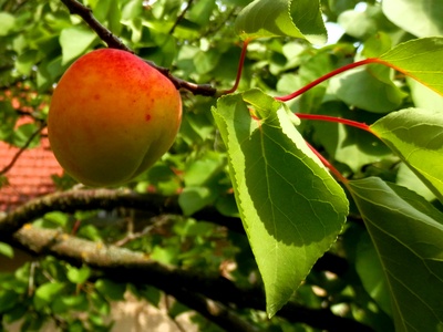 Marhuľa