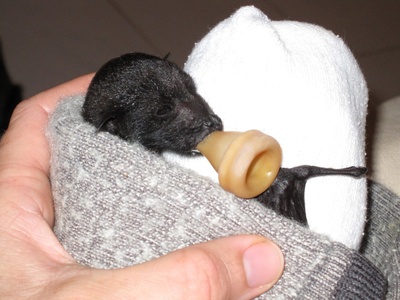 Mariana Fruit Bat