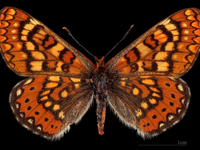 Marsh Fritillary