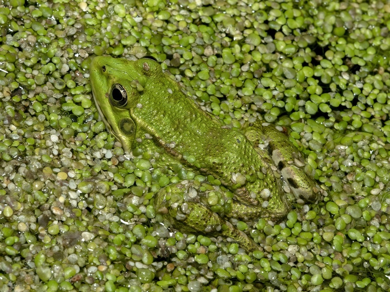 Adaptable Frog List of Amphibians of Afghanistan - Flora Fauna Fun