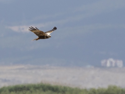 Marsh Harrier