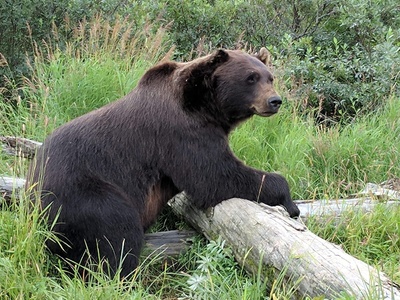 Marsican Brown Bear