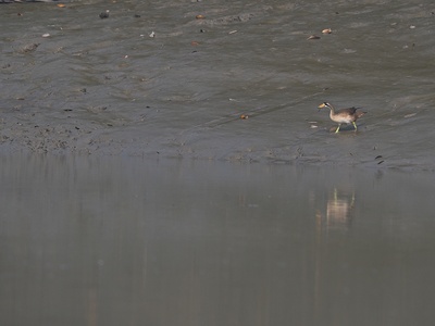 Masked Finfoot