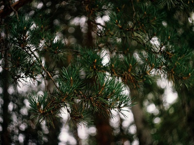 Masson pine