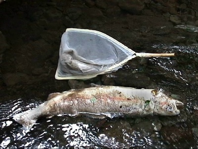 Masu salmon