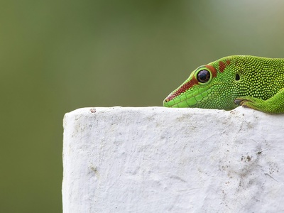 Mauritius Day Gecko