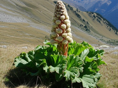 Maximowicz's Rhubarb