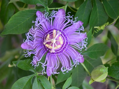Maypop