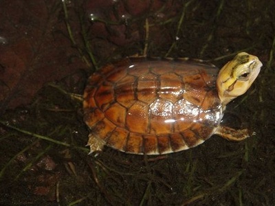 McCord's Box Turtle