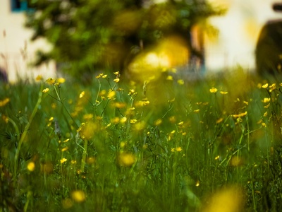 Meadow buttercup
