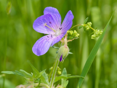Meadow crane's-bill