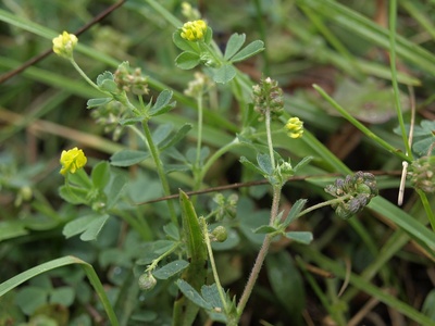Medick