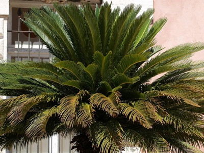 Mediterranean fan palm (escaped)