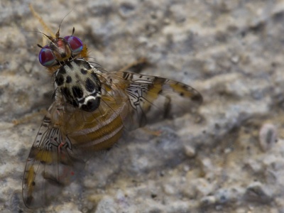 Mediterranean fruit fly