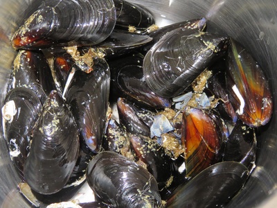 Mediterranean mussel