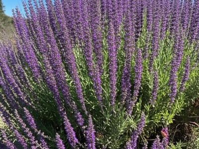 Mediterranean sage (black sage non-native populations)