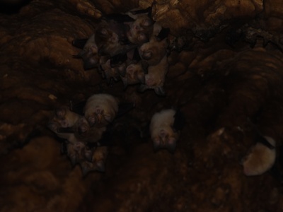 Mehely's Horseshoe Bat