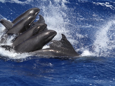 Melon-headed Whale