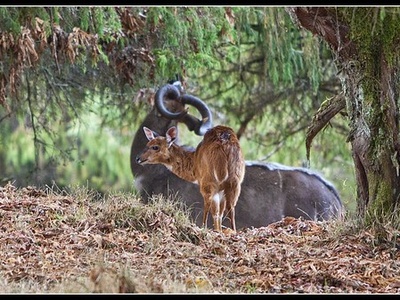 Menelik's Bushbuck