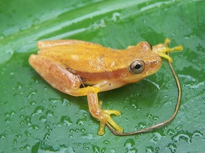 Mertens' Tree Frog