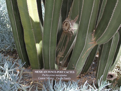 Mexican Fence Post