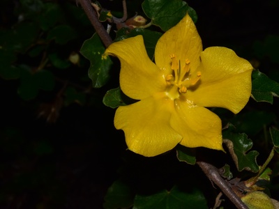 Mexican Flannelbush