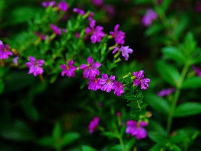Mexican Heather