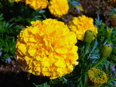Mexican Marigold