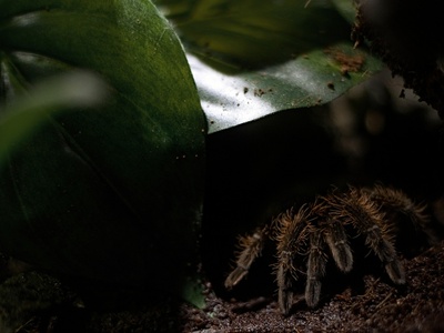 Mexican Redknee Tarantula