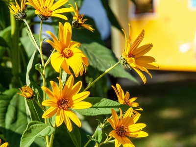 Mexican Sunflower
